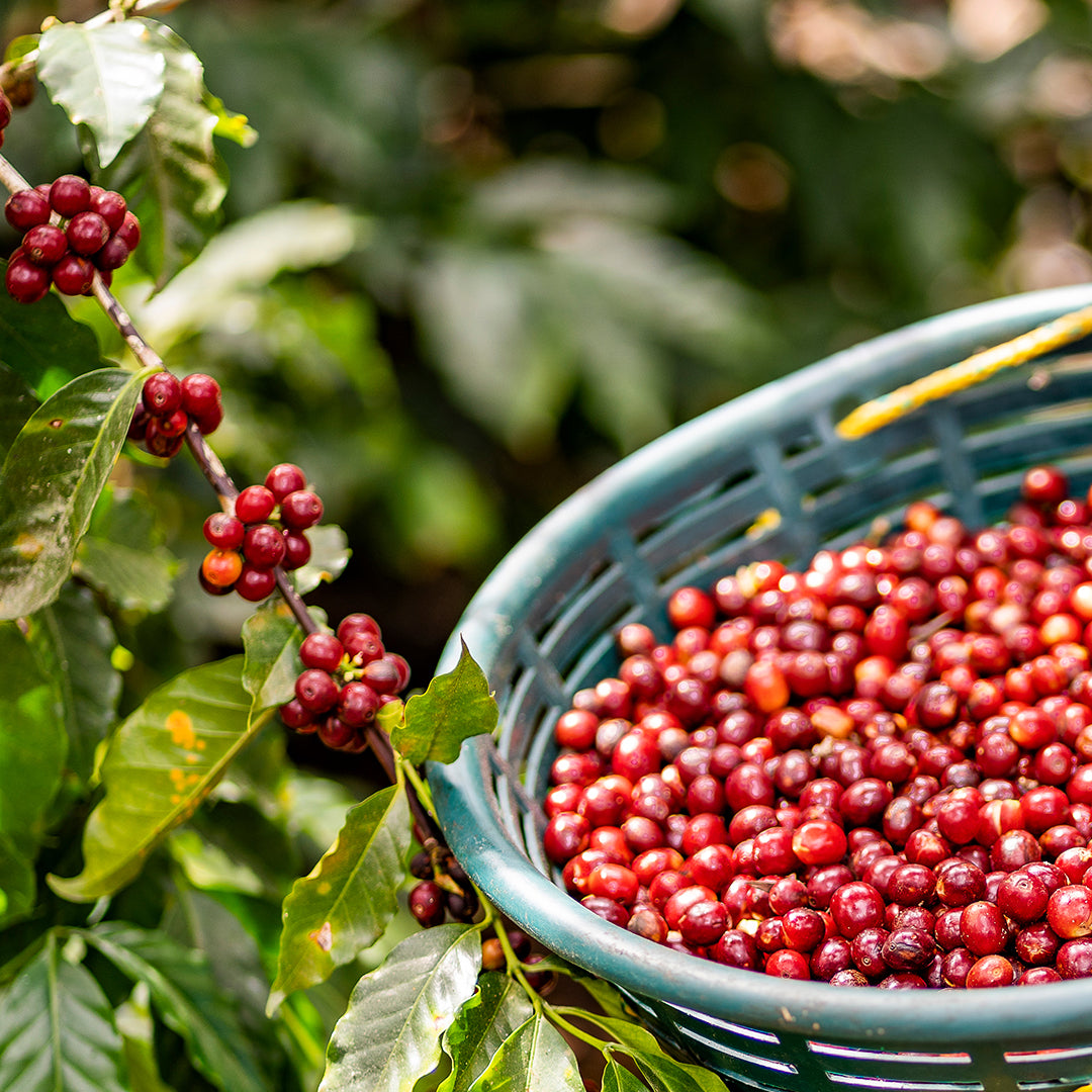 Why drink Arabica Coffee? Juan Valdez NZ