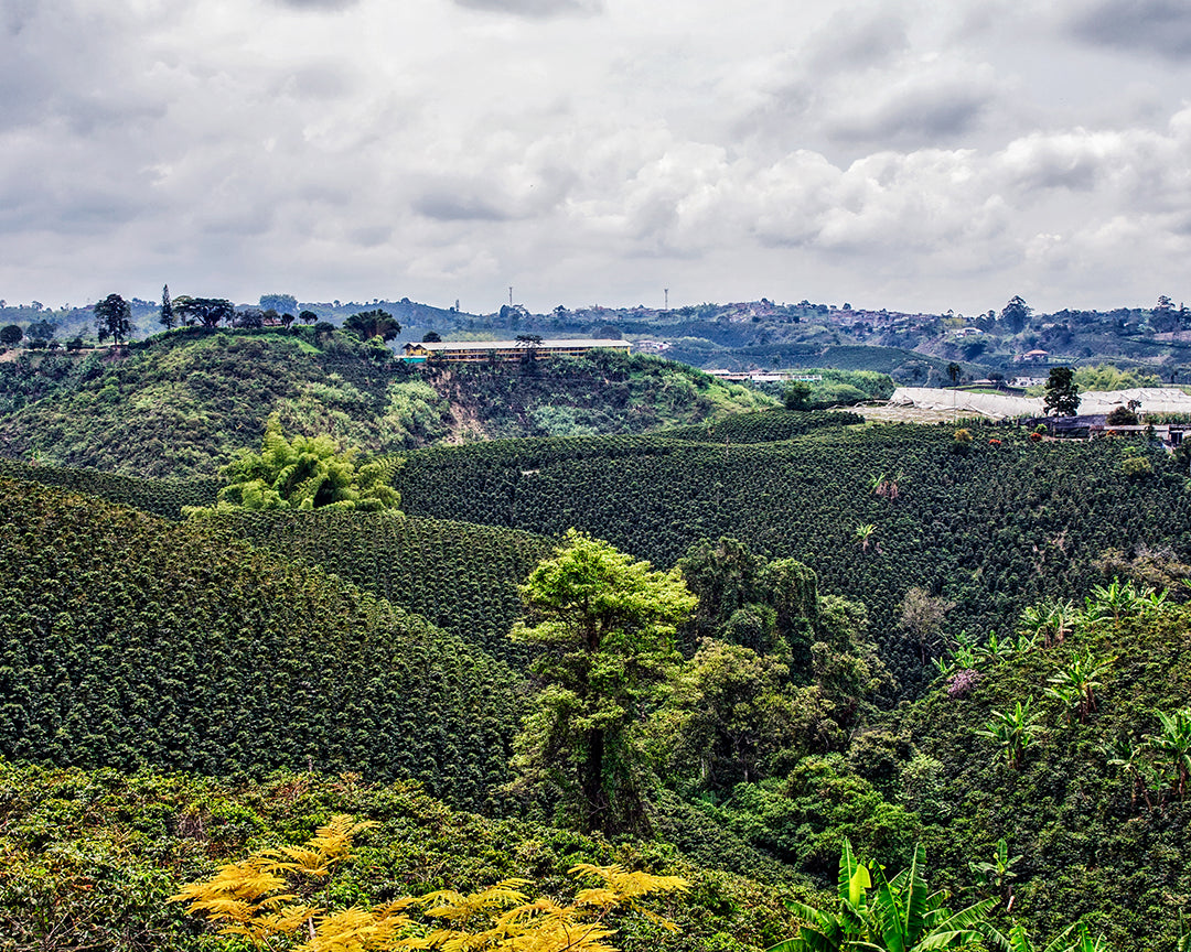 Arabica coffee